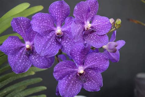 orquídea vanda-1
